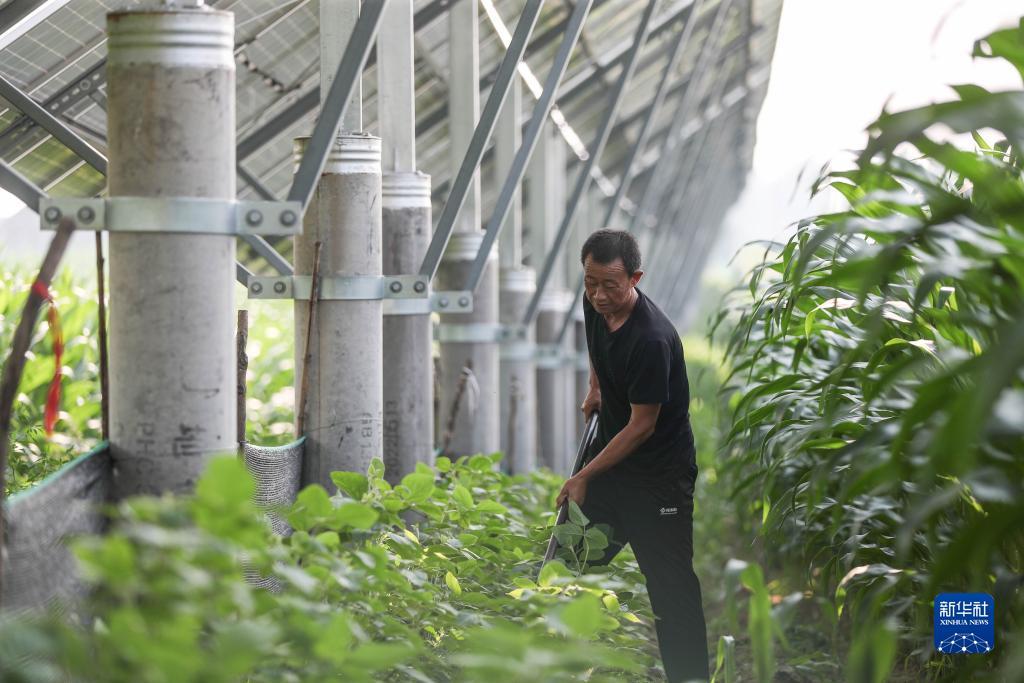 白家乐最稳的打法讲解